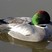 Falcated Duck